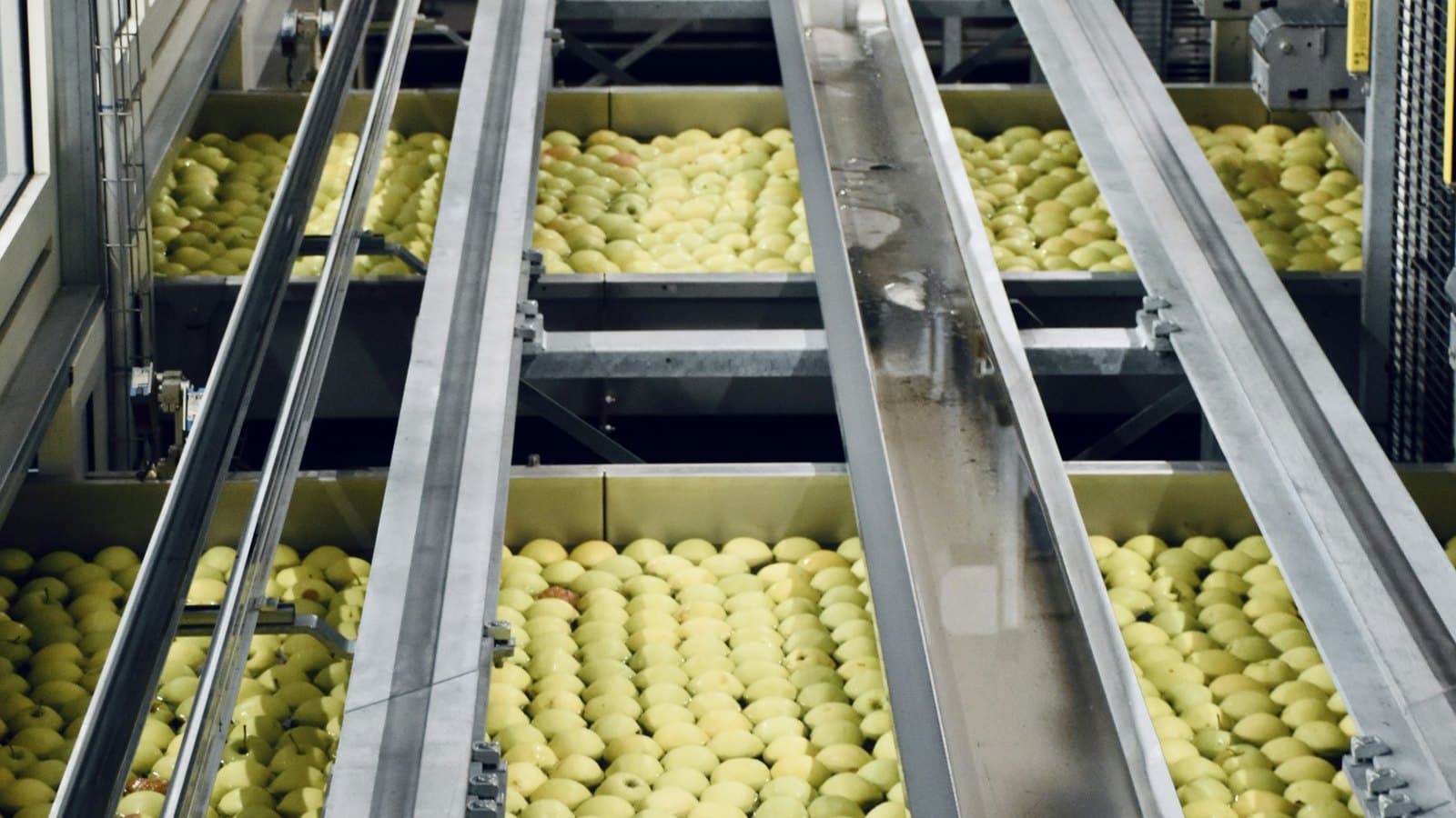 Rows of fruit moving along a steel processing line in a food factory