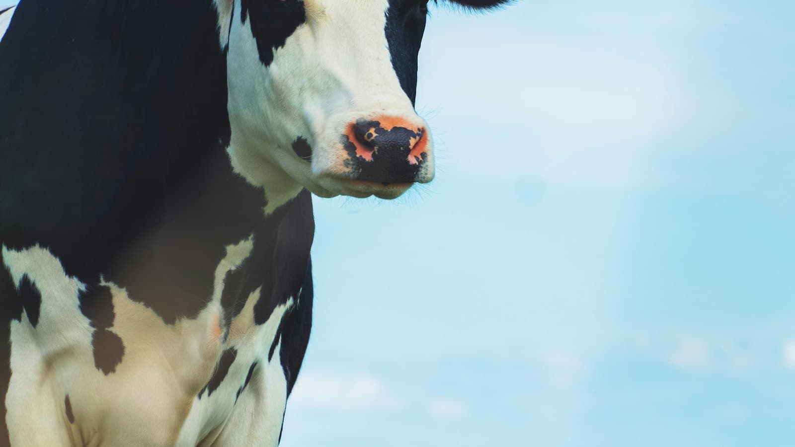 A black and white Holstein dairy cow against a pale blue sky
