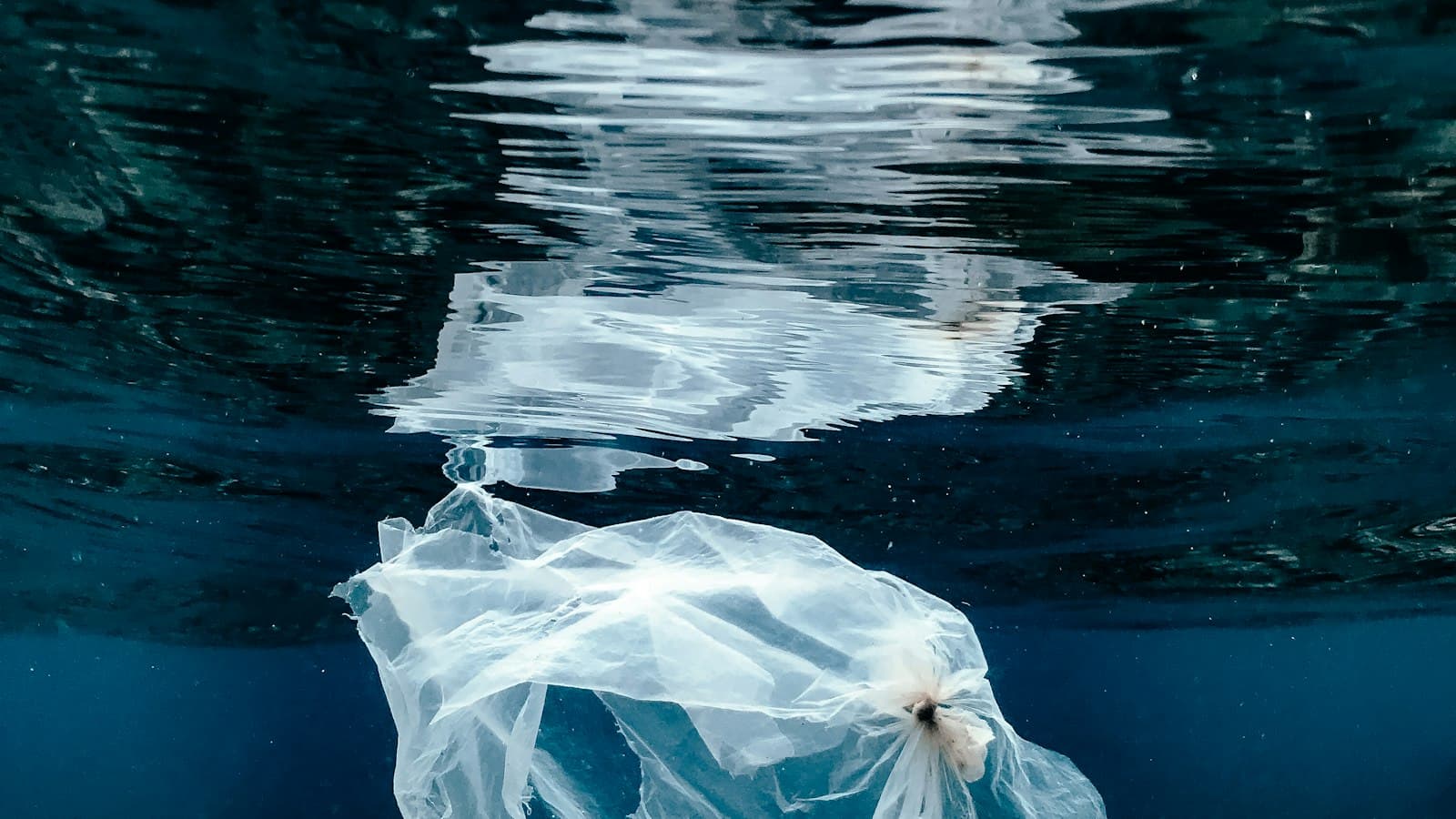 A single plastic bag drifting underwater beneath the surface of the sea