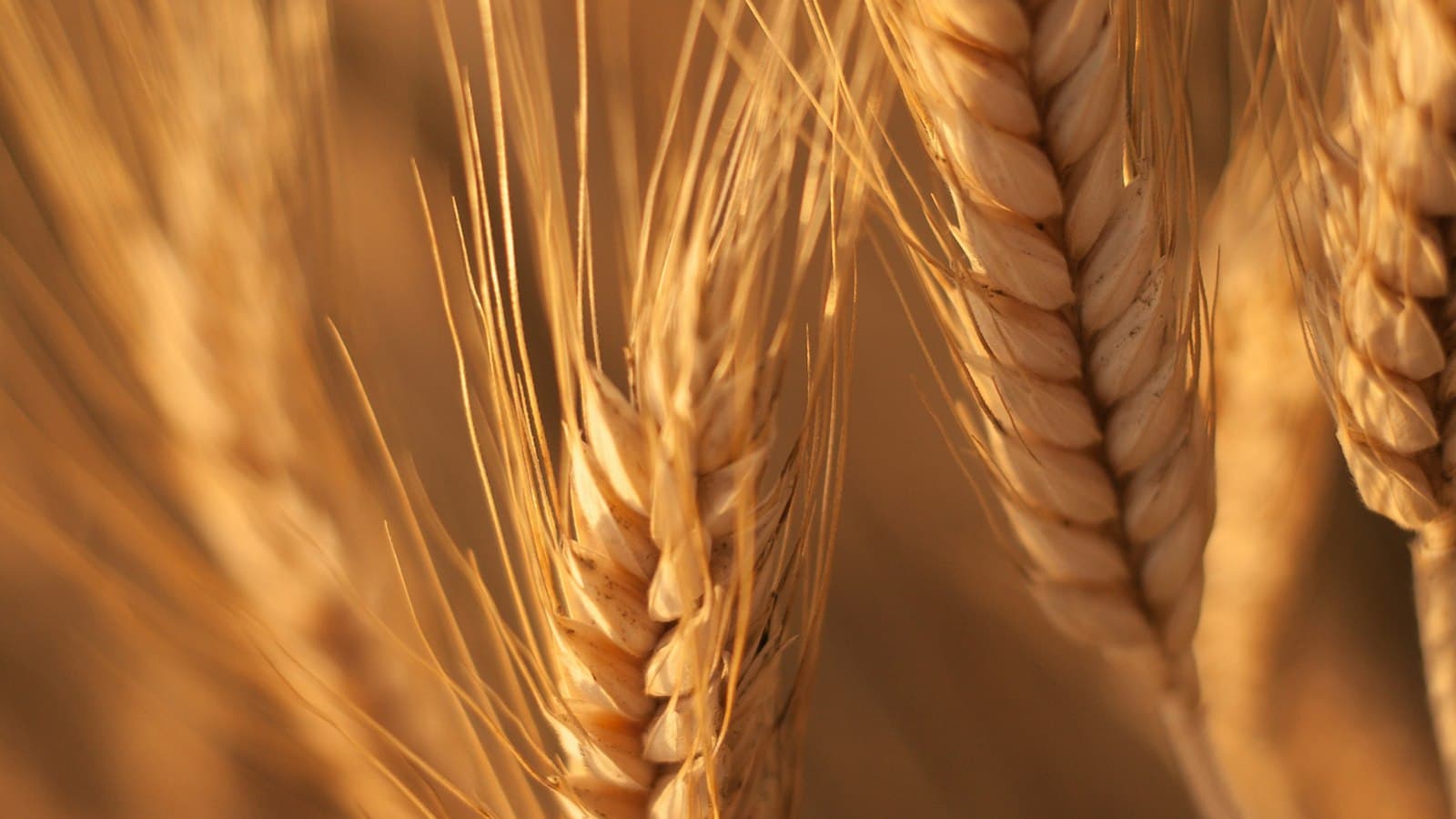 Ripe golden ears of wheat close up in warm evening light